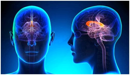 Леворукий мозг: различия в мозге