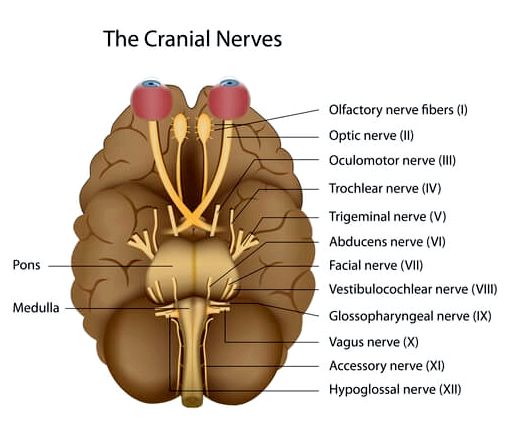 12 черепных нервов и их функции