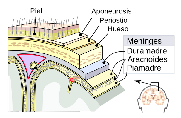 Менингеальные оболочки: строение и функции