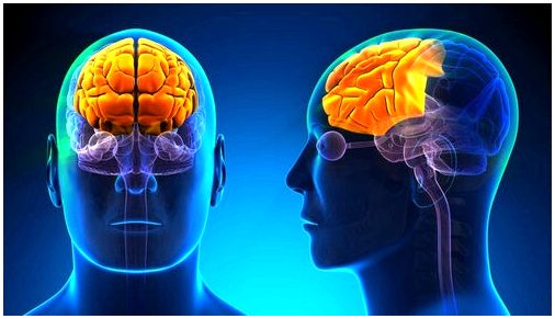 Премоторная кора головного мозга: характеристики и функции