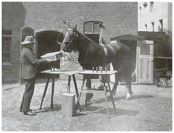 Умный Ганс, лошадь, которая выполняла математические операции