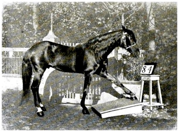 Умный Ганс, лошадь, которая выполняла математические операции