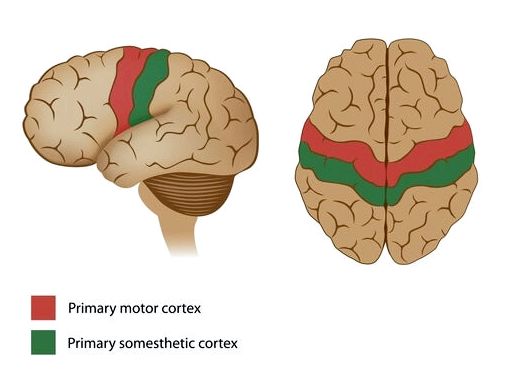 Моторная кора: характеристики и функции