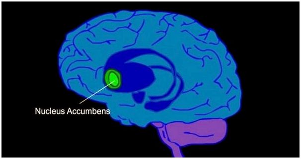 Núcleo accumbens, центр обучения, мотивации и удовольствия