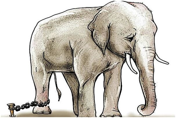 Красивая история слона в цепях