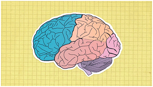 Доли мозга: характеристика и функции
