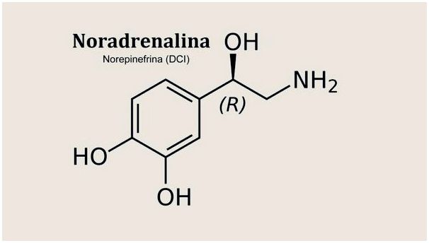 Норадреналин, ключевая молекула в поведении и эмоциях