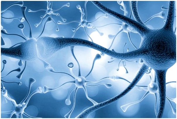 Согласно исследованию, мозг создает новые нейроны до 90 лет.