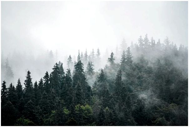 Миф о фавне, боге лесов