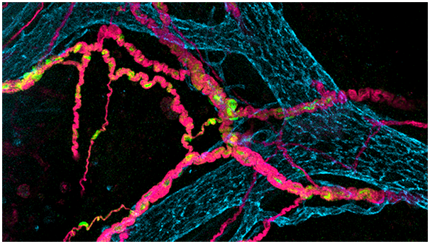 Нейроны кишечника: функции и их связь с мозгом