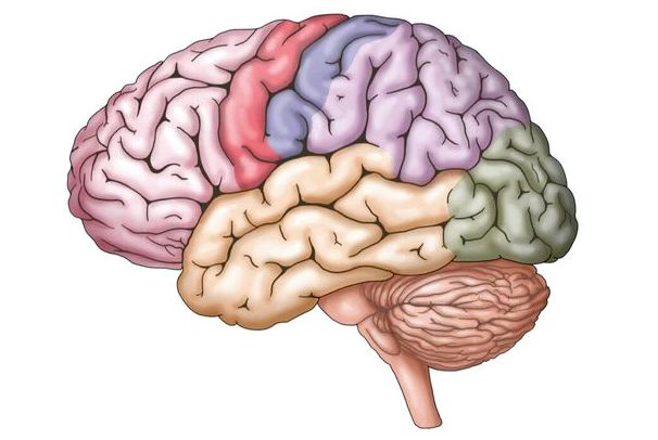 Педагогическая модель четырех мозгов