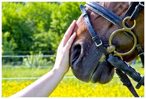 6 преимуществ терапии с использованием лошадей