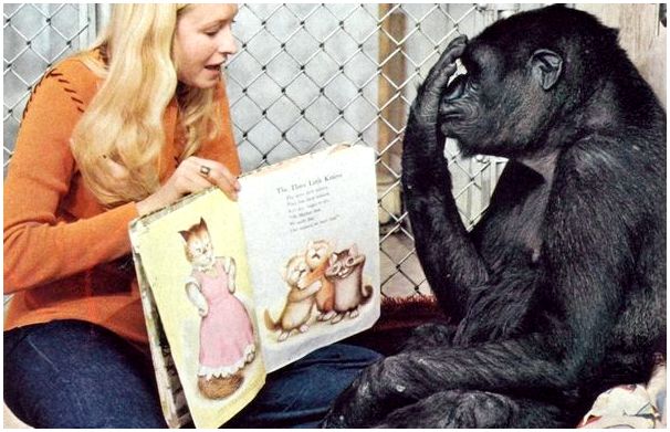 Нежная история Коко, самой умной гориллы в мире