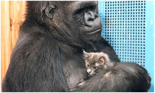 Нежная история Коко, самой умной гориллы в мире