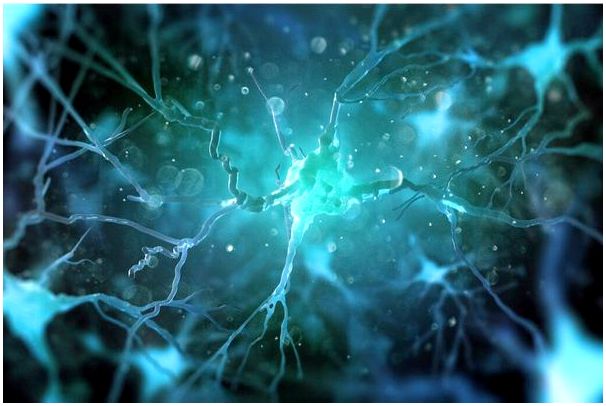 Исследование показало, что старые стволовые клетки в головном мозге могут реактивироваться