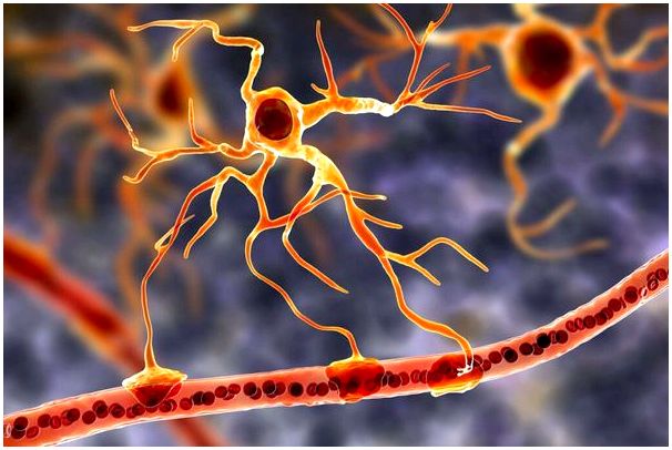 Нервные стволовые клетки: саморегенерация мозга