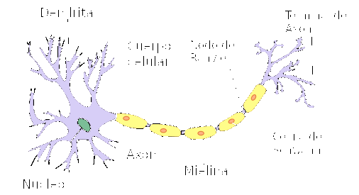 Вы знаете, какие у нас есть нейроны, их характеристики и функции?