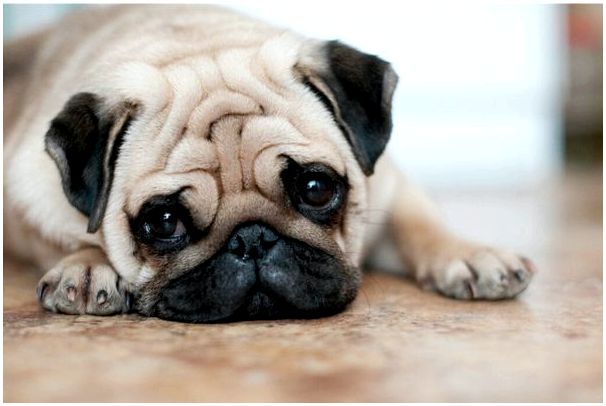 Оплакивание животных: как собака переносит отсутствие хозяина?
