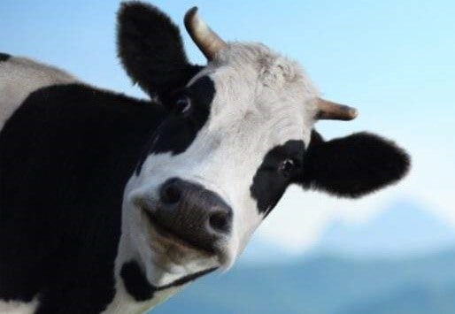 Бросить корову в овраг, история с моралью