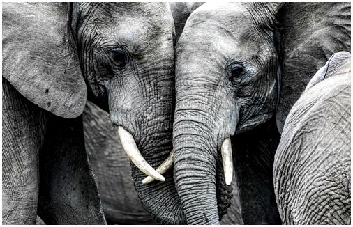 Печаль слонов, правдивая история