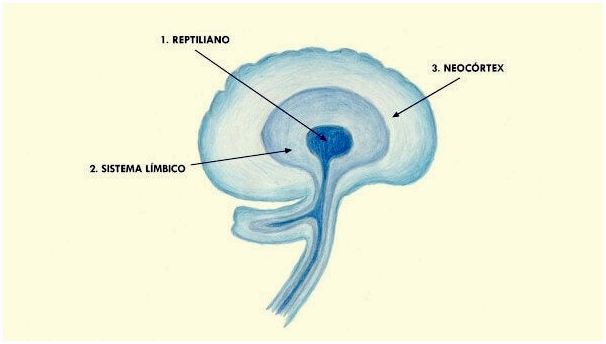 Неокортекс: строение и функции