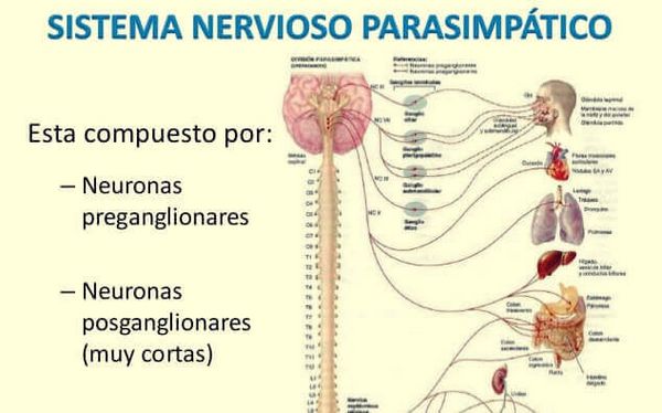 Парасимпатическая нервная система: характеристики и функции