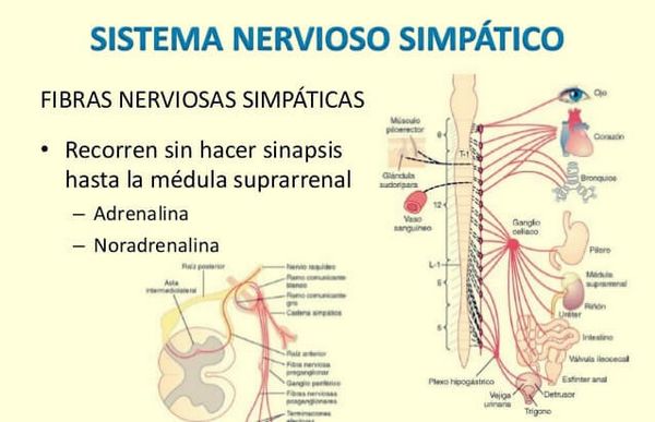 Симпатическая нервная система: характеристики и функции