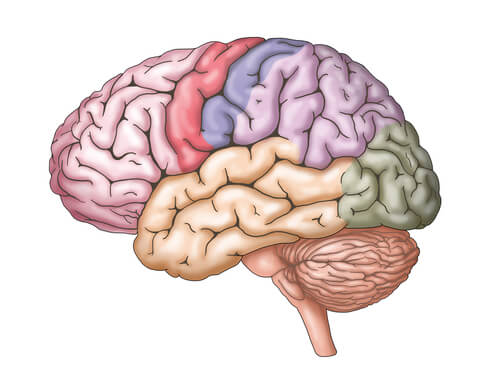 Конечный мозг: характеристики и функции
