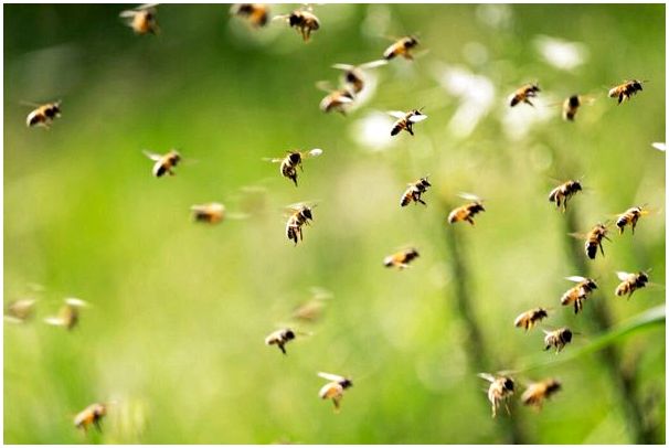 Боязнь пчел или апифобия