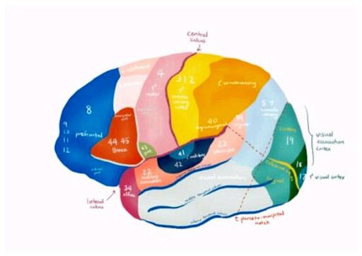 Области Бродмана: характеристики и функции