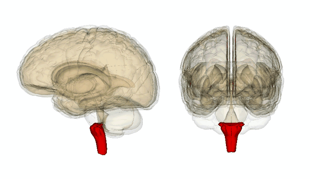 Продолговатый мозг: строение и функции