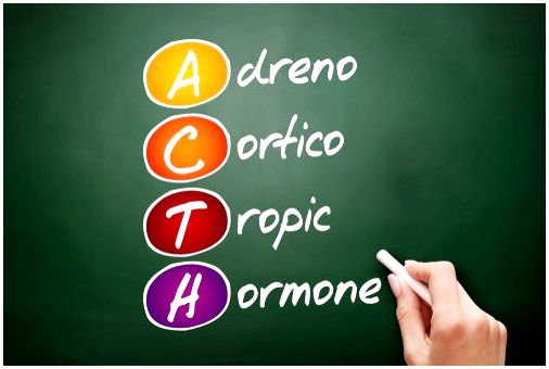 Адренокортикотропный гормон: характеристика и функции