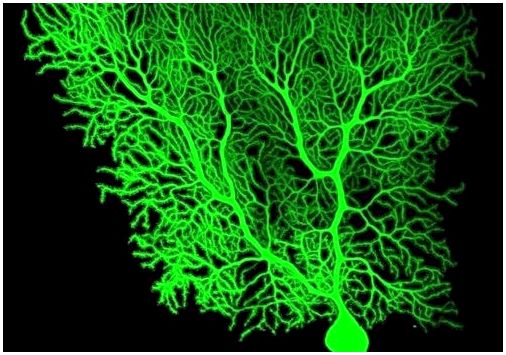 Нейроны Пуркинье, загадочные клетки мозжечка и сердца