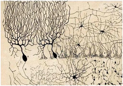 Нейроны Пуркинье, загадочные клетки мозжечка и сердца