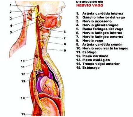 Стимуляция блуждающего нерва уменьшает симптомы депрессии