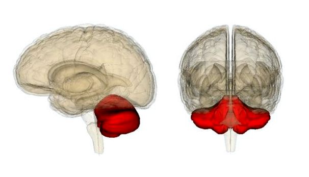 Что такое мозжечок, из каких частей он состоит и какую функцию выполняет?