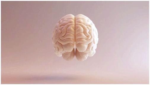 Мозолистое тело: функции и травмы