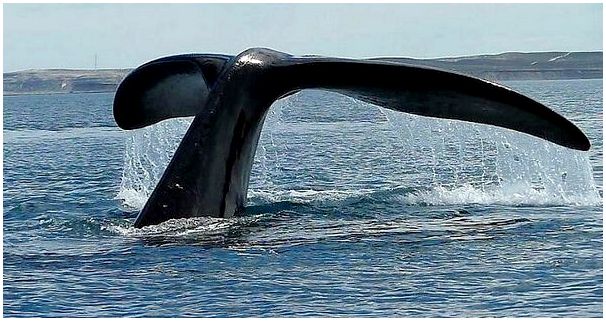 Самая грустная история про китов