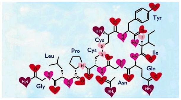 7 способов увеличить содержание окситоцина в организме