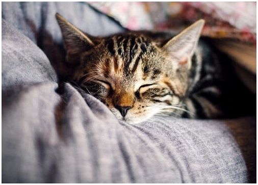 Обеспечивает ли сон с нашими домашними животными безопасность и благополучие?