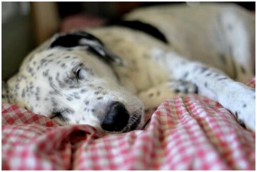 Обеспечивает ли сон с нашими домашними животными безопасность и благополучие?