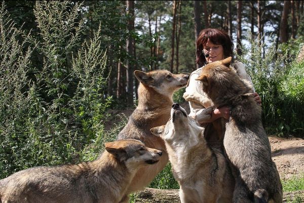 Таня Аскани, женщина, которая & quot; разговаривает & quot; язык волков