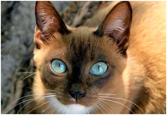 Глаза животного могут говорить на уникальном языке